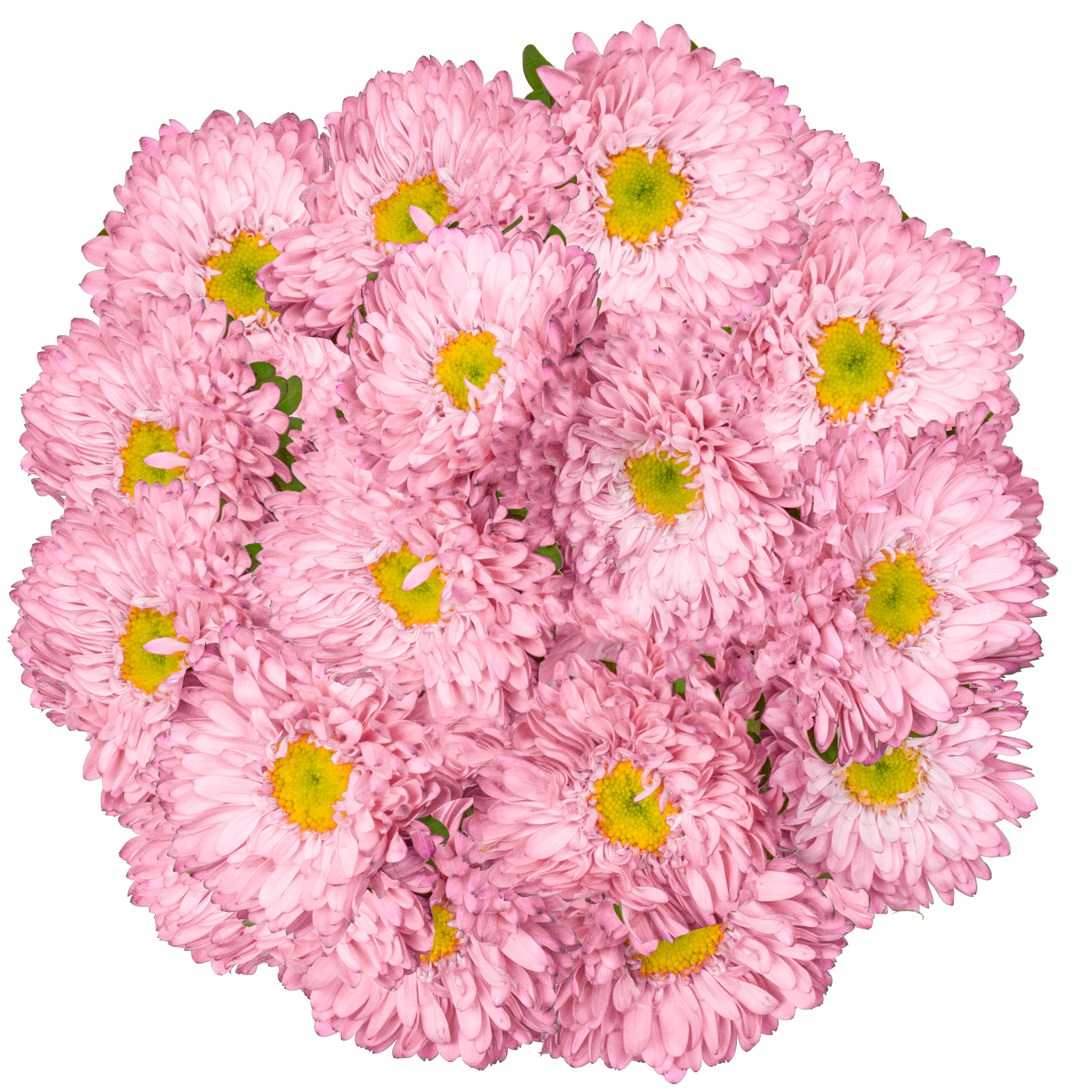 Pink Matsumoto Aster