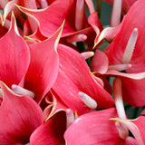 Anthuriums Princess Aiko Tulip (USA Grown)