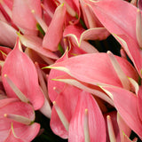 Anthuriums Princess Aiko Tulip (USA Grown)