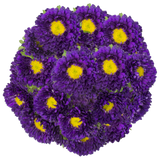Purple Matsumoto Aster
