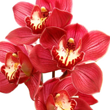 Close-up of vibrant red Cymbidium orchids with a white background