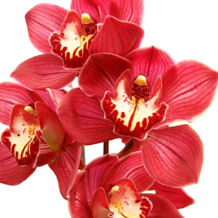 Close-up of vibrant red Cymbidium orchids with a white background