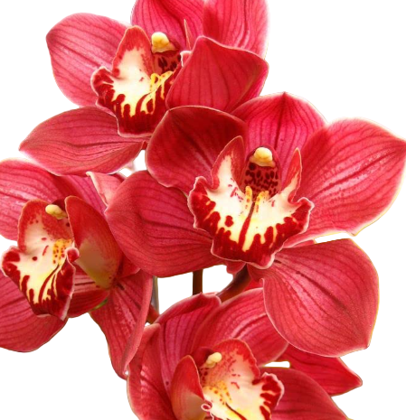 Close-up of vibrant red Cymbidium orchids with a white background