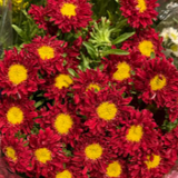 Red Matsumoto Aster