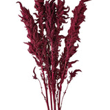 Red Upright Amaranthus