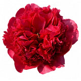 Red Peonies (From Chile)