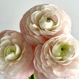 Light Pink Ranunculus Cloni