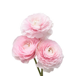 Three pink Ranunculus on a white background