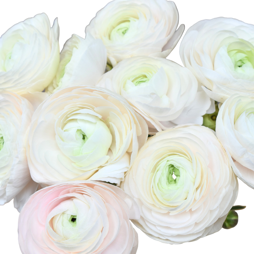 Close-up of white and pink Ranunculus with a soft focus background