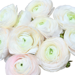 Close-up of white and pink Ranunculus with a soft focus background