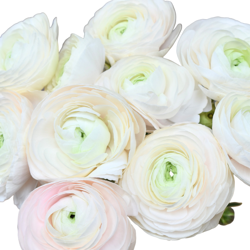 Close-up of white and pink Ranunculus with a soft focus background