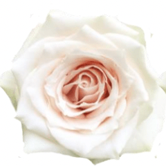 Rose Combo Box Single Color-50 stems - 48LongStems.com