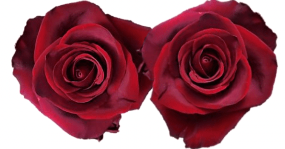 Rose Combo Box Single Color-50 stems - 48LongStems.com