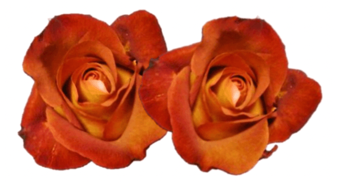 Rose Combo Box Single Color-50 stems - 48LongStems.com