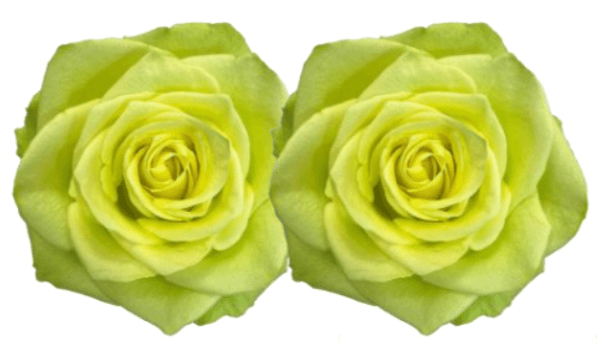 Rose Combo Box Single Color-50 stems - 48LongStems.com