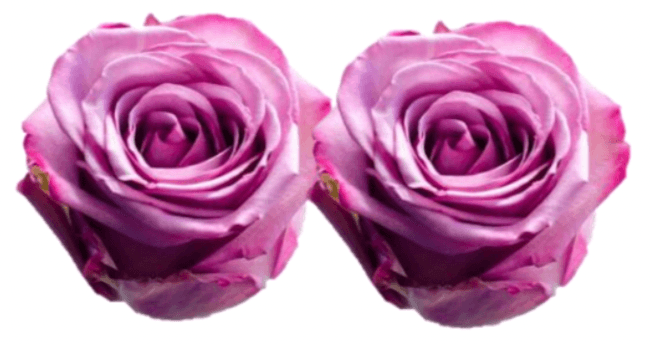 Rose Combo Box Single Color-50 stems - 48LongStems.com