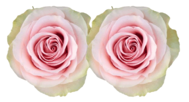 Rose Combo Box Single Color-50 stems - 48LongStems.com