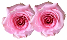 Load image into Gallery viewer, Rose Combo Box Single Color-50 stems

