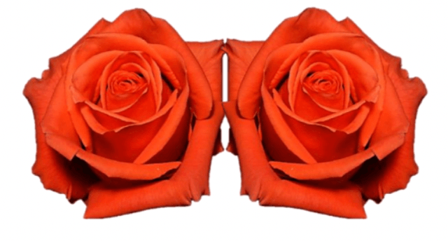 Rose Combo Box Single Color-50 stems - 48LongStems.com