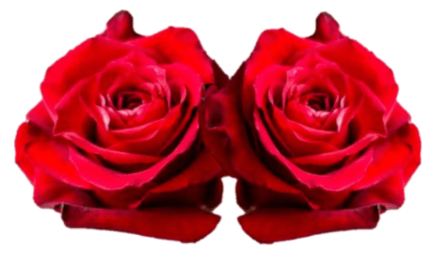 Rose Combo Box Single Color-50 stems - 48LongStems.com