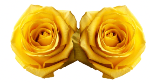 Rose Combo Box Single Color-50 stems - 48LongStems.com