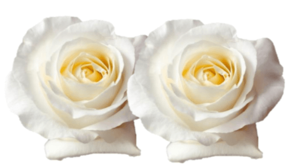 Rose Combo Box Single Color-50 stems - 48LongStems.com