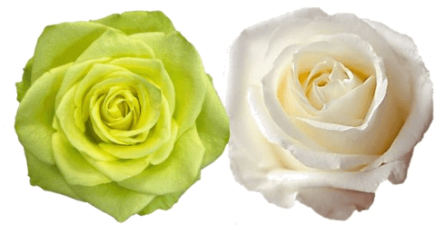 Rose Combo Box - 50 Stems - 48LongStems.com