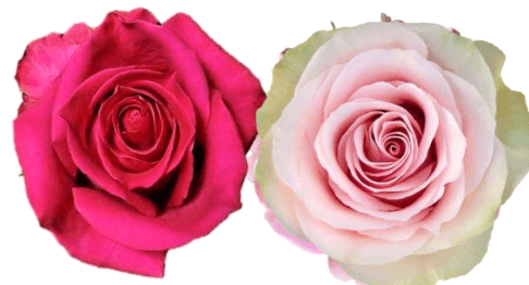 Rose Combo Box - 50 Stems - 48LongStems.com