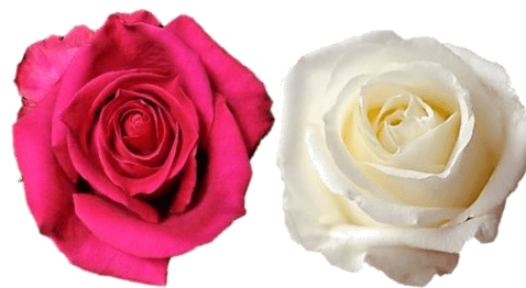 Rose Combo Box - 50 Stems - 48LongStems.com