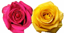 Load image into Gallery viewer, Rose Combo Box - 50 Stems
