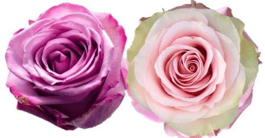 Rose Combo Box - 50 Stems - 48LongStems.com