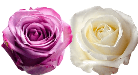 Rose Combo Box - 50 Stems - 48LongStems.com