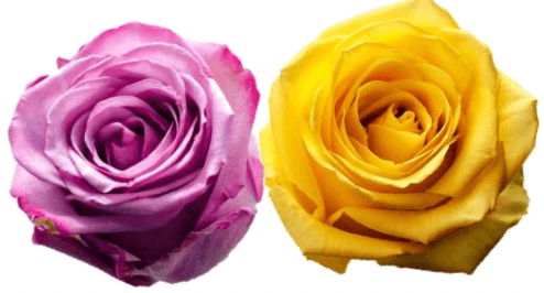 Rose Combo Box - 50 Stems - 48LongStems.com