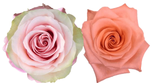 Rose Combo Box - 50 Stems - 48LongStems.com