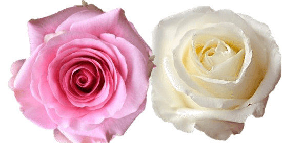 Rose Combo Box - 50 Stems - 48LongStems.com