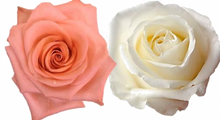 Load image into Gallery viewer, Rose Combo Box - 50 Stems
