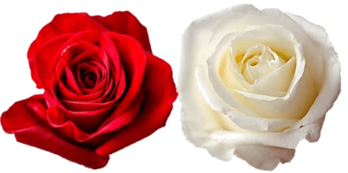 Rose Combo Box - 50 Stems - 48LongStems.com