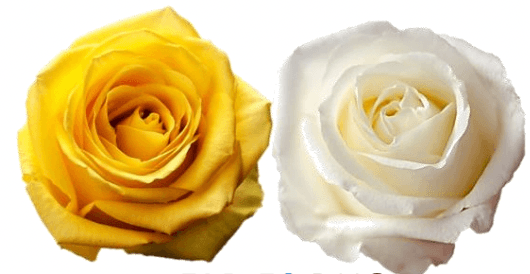 Rose Combo Box - 50 Stems - 48LongStems.com