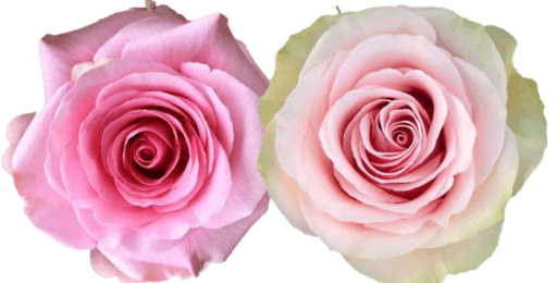 Rose Combo Box - 50 Stems - 48LongStems.com