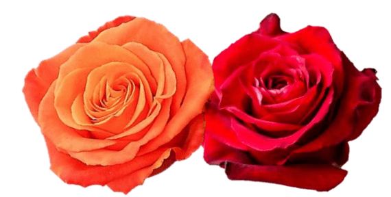 Rose Combo Box - 50 Stems - 48LongStems.com