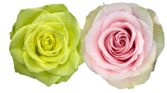 Rose Combo Box - 50 Stems - 48LongStems.com