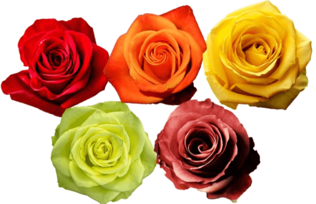 Rose Combo Box - 125 Stems - 48LongStems.com