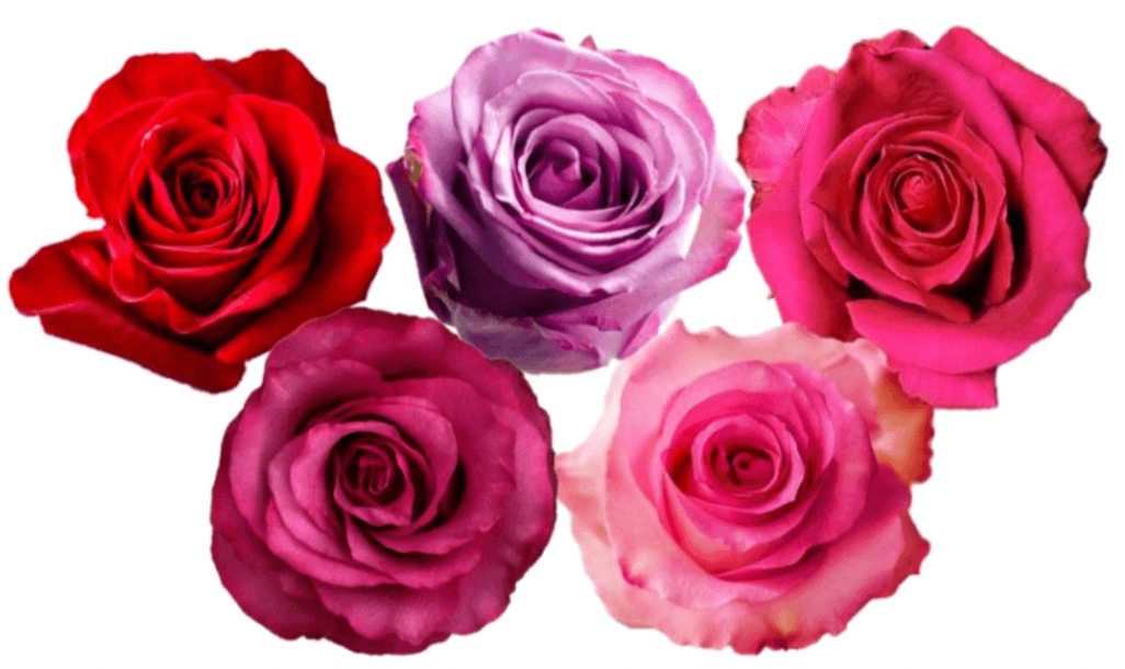 Rose Combo Box - 125 Stems - 48LongStems.com