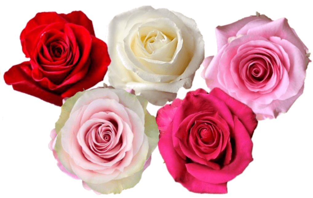 Rose Combo Box - 125 Stems - 48LongStems.com