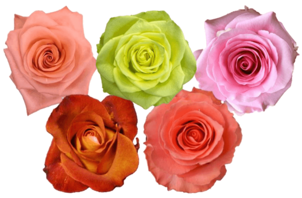 Rose Combo Box - 125 Stems - 48LongStems.com