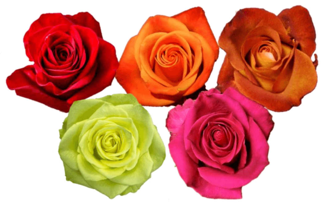 Rose Combo Box - 125 Stems - 48LongStems.com