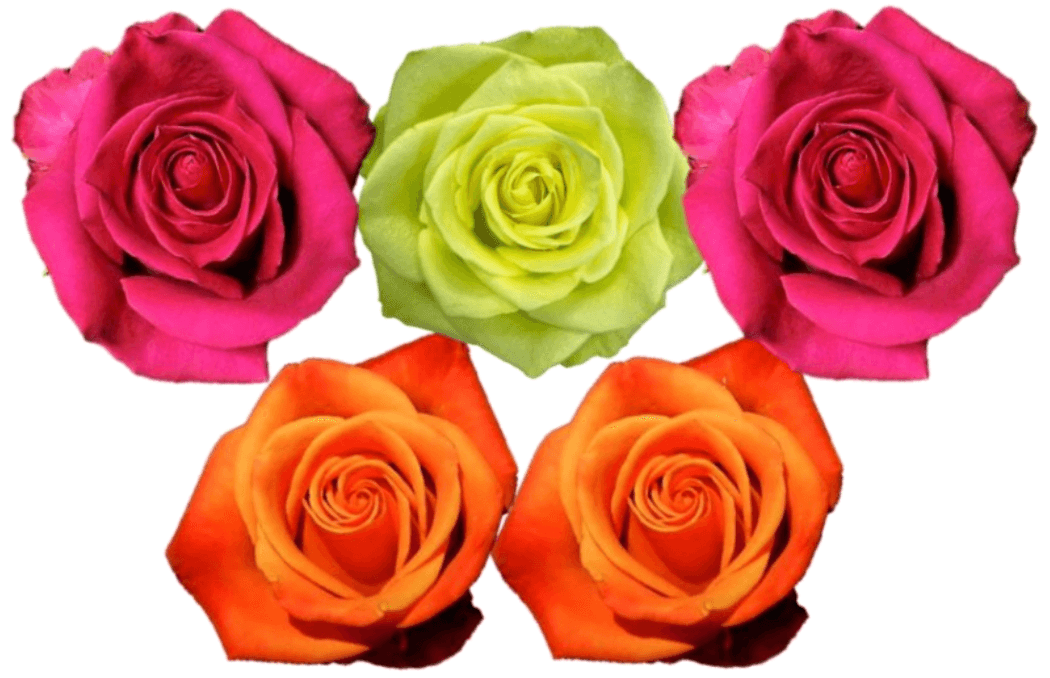 Rose Combo Box - 125 Stems - 48LongStems.com
