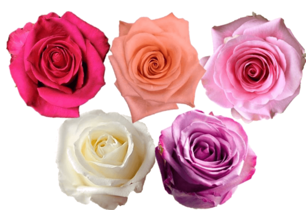 Rose Combo Box - 125 Stems - 48LongStems.com