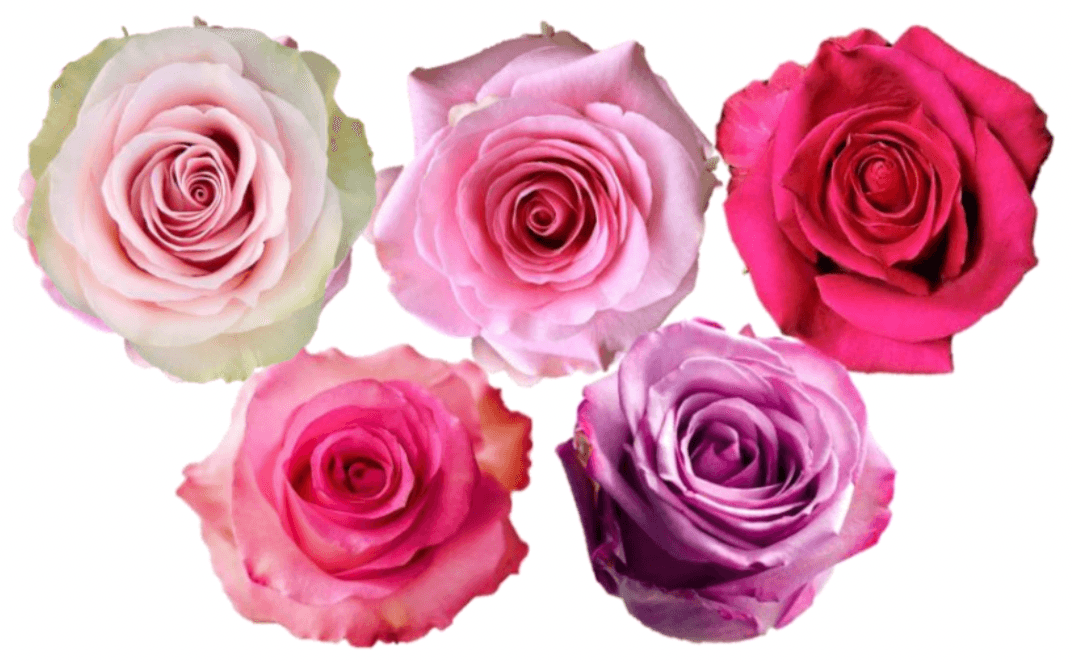 Rose Combo Box - 125 Stems - 48LongStems.com