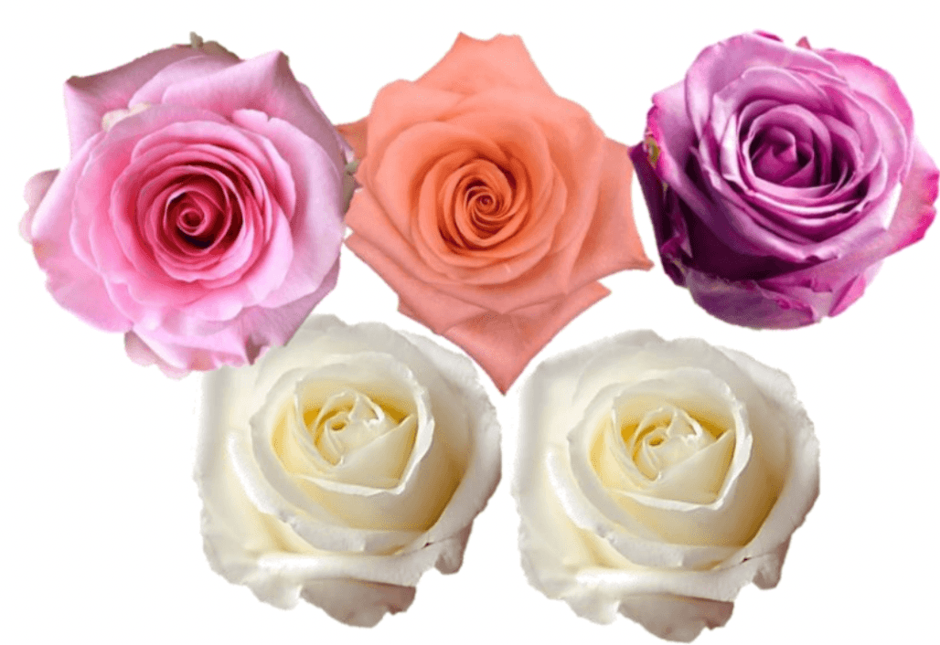 Rose Combo Box - 125 Stems - 48LongStems.com